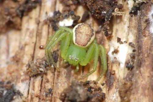 Réf. 200 776 : Diaea dorsata